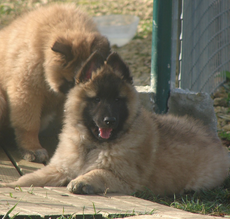 de la Forêt de Bizy - Berger Belge - Portée née le 26/09/2009